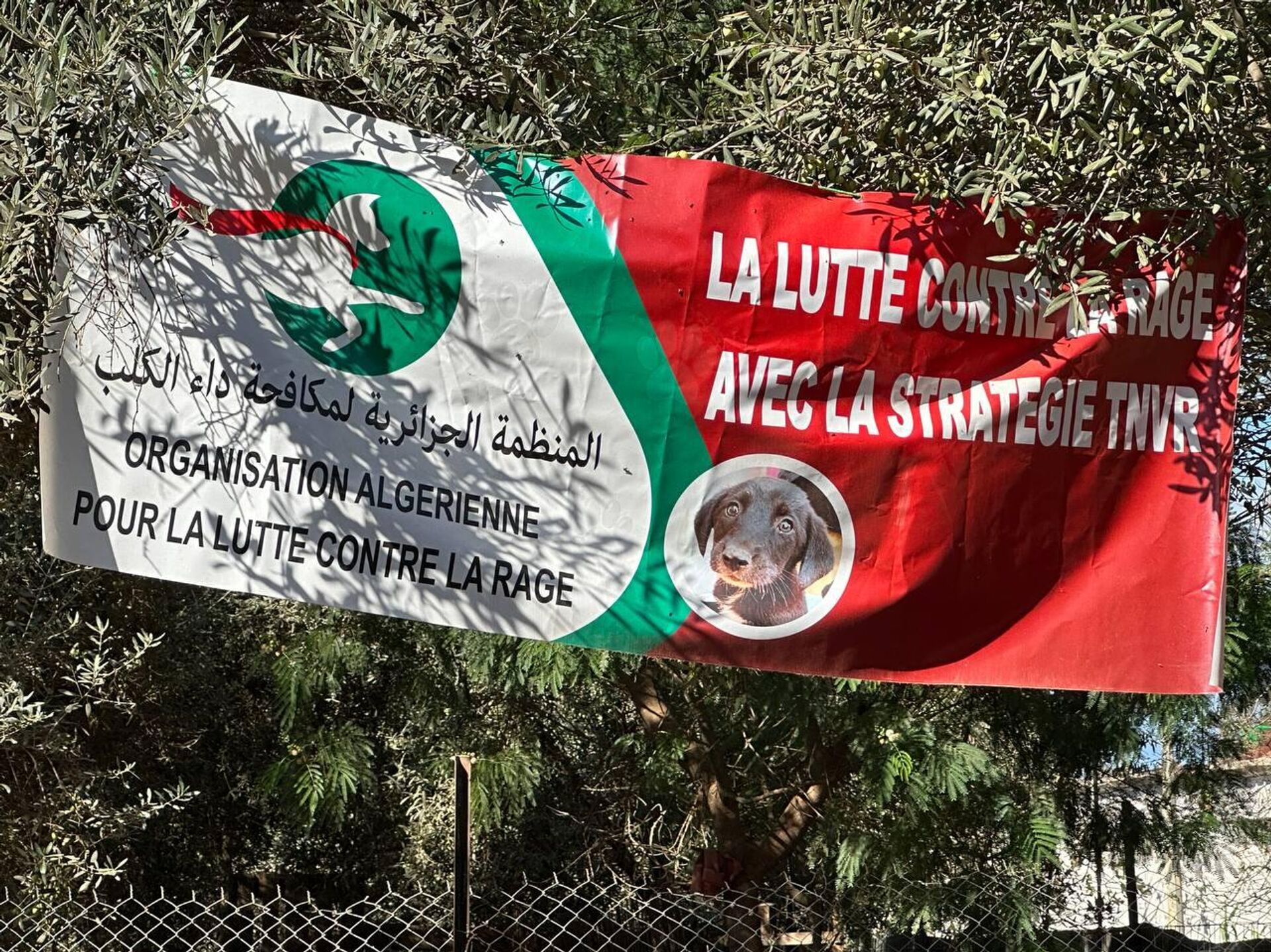 هيفاء رزاقي لـسبوتنيك: حلمي فتح مركز إيواء لكل الكلاب الضالة في الجزائر هيفاء رزاقي لـسبوتنيك: حلمي فتح مركز إيواء لكل الكلاب الضالة في الجزائر - سبوتنيك عربي, 1920, 03.11.2025