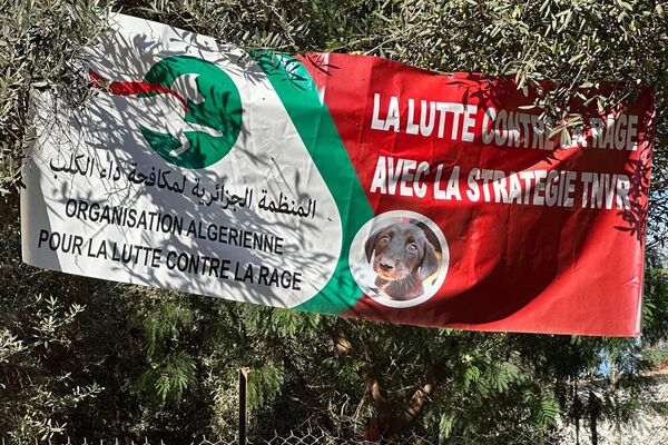 هيفاء رزاقي لـسبوتنيك: حلمي فتح مركز إيواء لكل الكلاب الضالة في الجزائر هيفاء رزاقي لـسبوتنيك: حلمي فتح مركز إيواء لكل الكلاب الضالة في الجزائر - سبوتنيك عربي