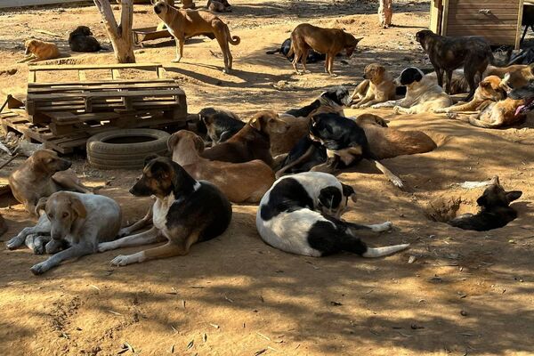 هيفاء رزاقي لـسبوتنيك: حلمي فتح مركز إيواء لكل الكلاب الضالة في الجزائر هيفاء رزاقي لـسبوتنيك: حلمي فتح مركز إيواء لكل الكلاب الضالة في الجزائر - سبوتنيك عربي