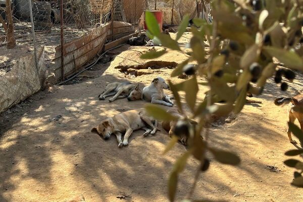 هيفاء رزاقي لـسبوتنيك: حلمي فتح مركز إيواء لكل الكلاب الضالة في الجزائر هيفاء رزاقي لـسبوتنيك: حلمي فتح مركز إيواء لكل الكلاب الضالة في الجزائر - سبوتنيك عربي