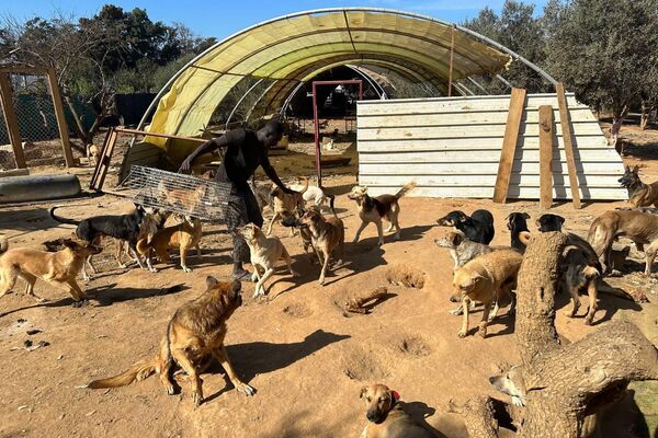 هيفاء رزاقي لـسبوتنيك: حلمي فتح مركز إيواء لكل الكلاب الضالة في الجزائر هيفاء رزاقي لـسبوتنيك: حلمي فتح مركز إيواء لكل الكلاب الضالة في الجزائر - سبوتنيك عربي