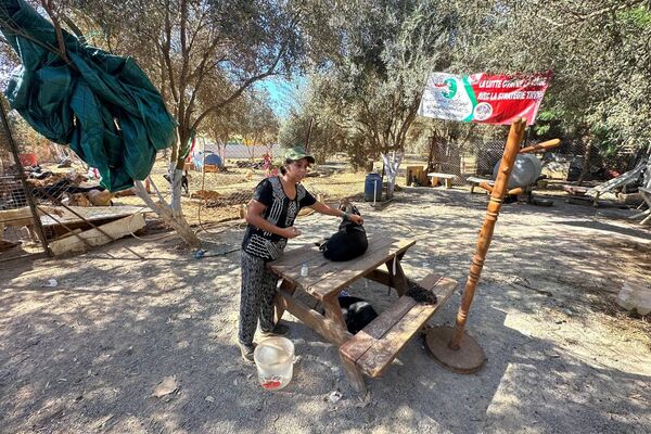 هيفاء رزاقي لـسبوتنيك: حلمي فتح مركز إيواء لكل الكلاب الضالة في الجزائر هيفاء رزاقي لـسبوتنيك: حلمي فتح مركز إيواء لكل الكلاب الضالة في الجزائر - سبوتنيك عربي