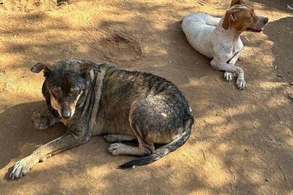 هيفاء رزاقي لـسبوتنيك: حلمي فتح مركز إيواء لكل الكلاب الضالة في الجزائر هيفاء رزاقي لـسبوتنيك: حلمي فتح مركز إيواء لكل الكلاب الضالة في الجزائر - سبوتنيك عربي
