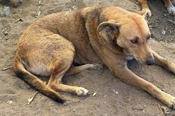 هيفاء رزاقي لـسبوتنيك: حلمي فتح مركز إيواء لكل الكلاب الضالة في الجزائر هيفاء رزاقي لـسبوتنيك: حلمي فتح مركز إيواء لكل الكلاب الضالة في الجزائر - سبوتنيك عربي