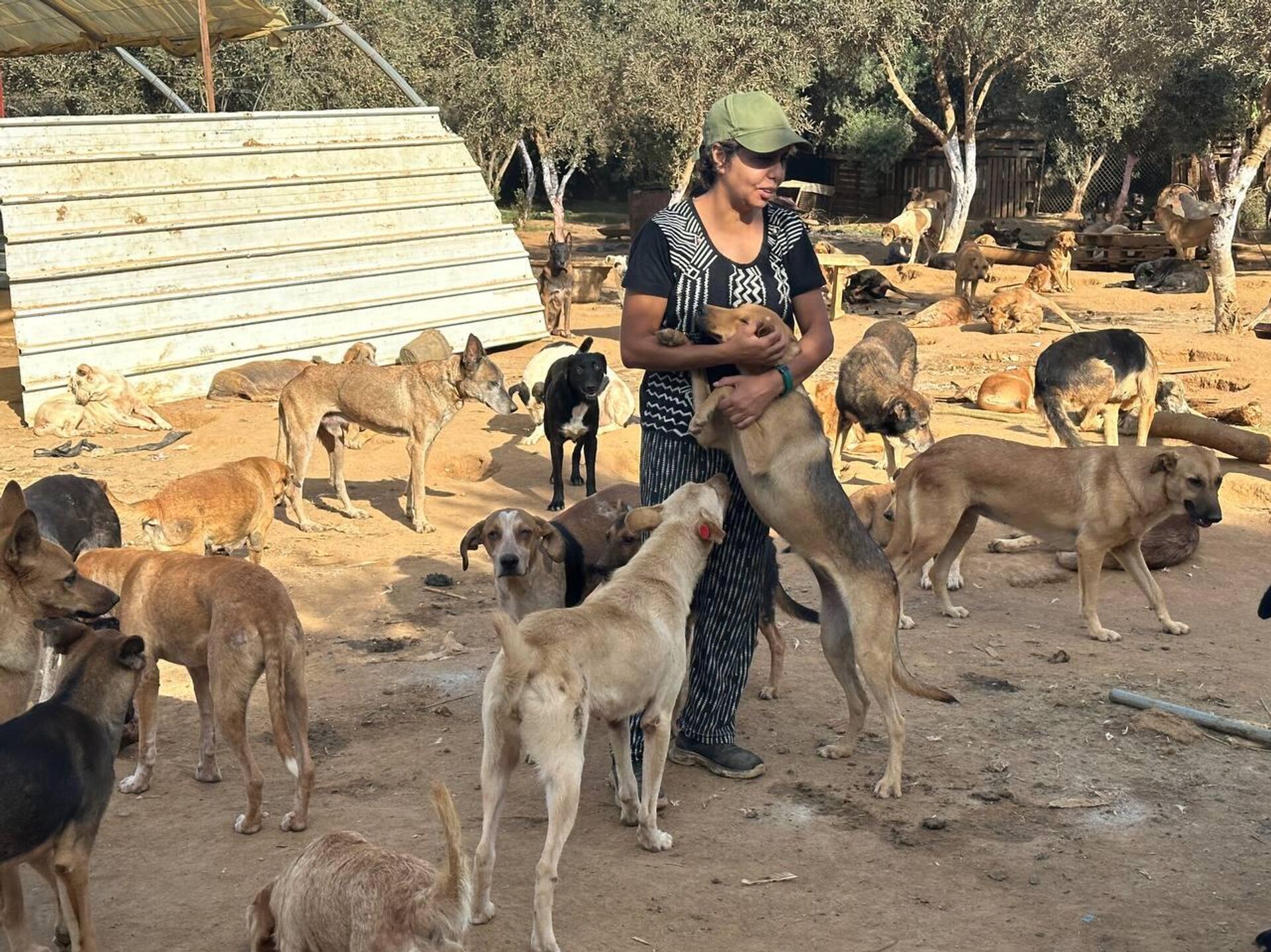 هيفاء رزاقي لـسبوتنيك: حلمي فتح مركز إيواء لكل الكلاب الضالة في الجزائر هيفاء رزاقي لـسبوتنيك: حلمي فتح مركز إيواء لكل الكلاب الضالة في الجزائر - سبوتنيك عربي, 1920, 03.11.2025