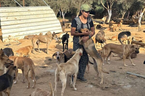 هيفاء رزاقي لـسبوتنيك: حلمي فتح مركز إيواء لكل الكلاب الضالة في الجزائر هيفاء رزاقي لـسبوتنيك: حلمي فتح مركز إيواء لكل الكلاب الضالة في الجزائر - سبوتنيك عربي