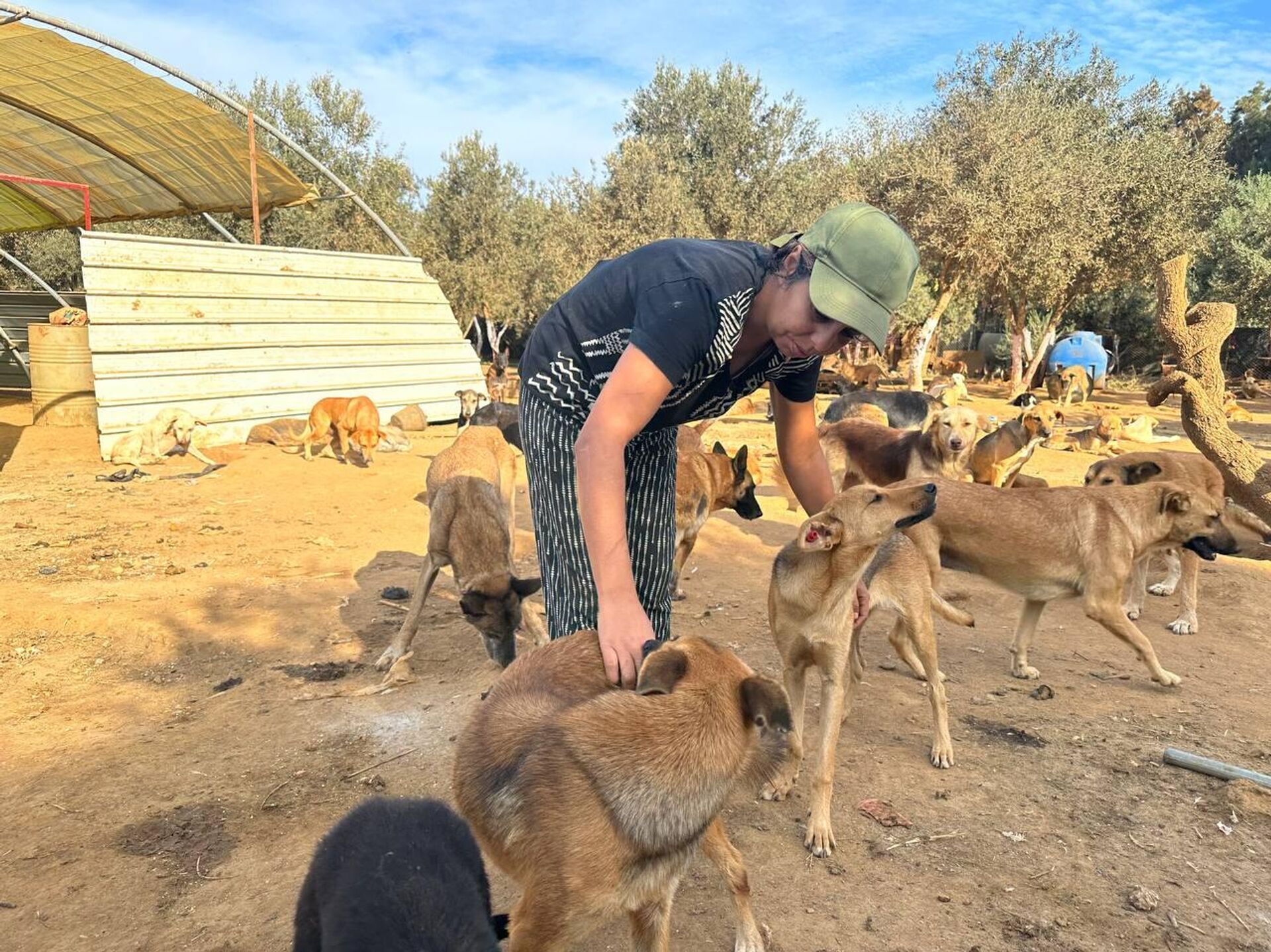 هيفاء رزاقي لـسبوتنيك: حلمي فتح مركز إيواء لكل الكلاب الضالة في الجزائر هيفاء رزاقي لـسبوتنيك: حلمي فتح مركز إيواء لكل الكلاب الضالة في الجزائر - سبوتنيك عربي, 1920, 03.11.2025