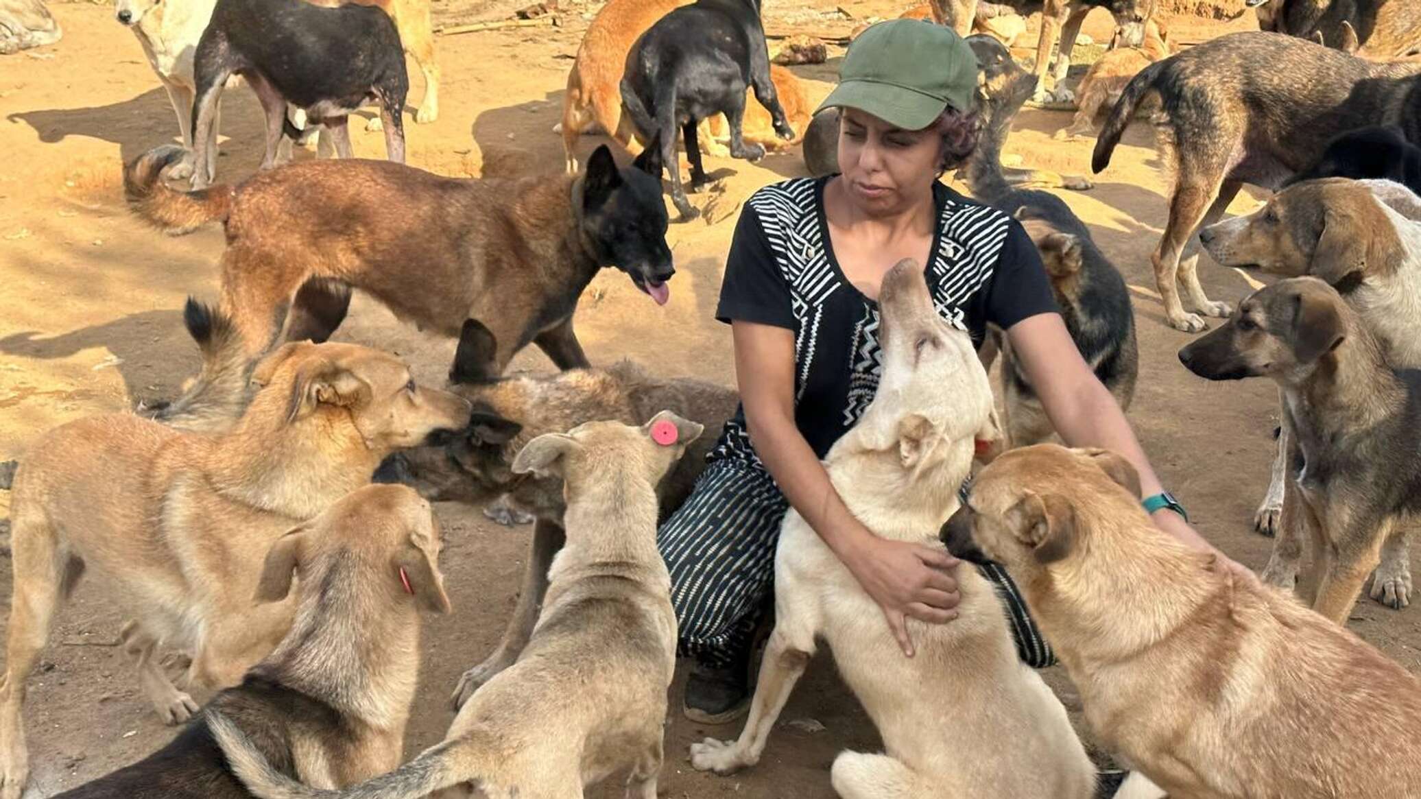 طبيبة بيطرية: حلمي فتح مركز إيواء لكل الكلاب الضالة في الجزائر