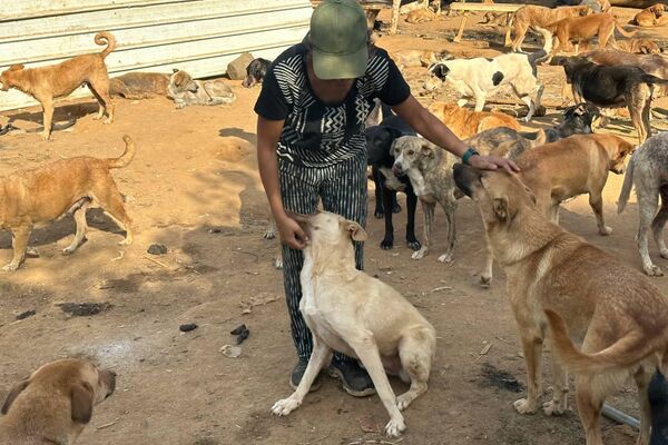 هيفاء رزاقي لـسبوتنيك: حلمي فتح مركز إيواء لكل الكلاب الضالة في الجزائر هيفاء رزاقي لـسبوتنيك: حلمي فتح مركز إيواء لكل الكلاب الضالة في الجزائر - سبوتنيك عربي