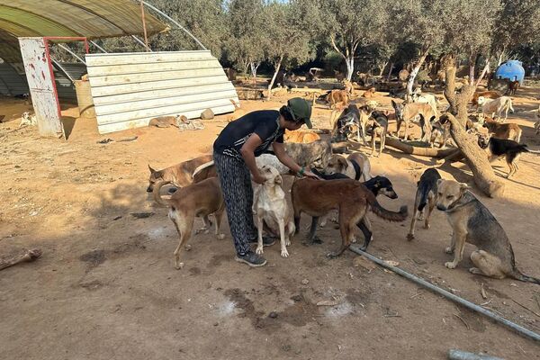 هيفاء رزاقي لـسبوتنيك: حلمي فتح مركز إيواء لكل الكلاب الضالة في الجزائر هيفاء رزاقي لـسبوتنيك: حلمي فتح مركز إيواء لكل الكلاب الضالة في الجزائر - سبوتنيك عربي