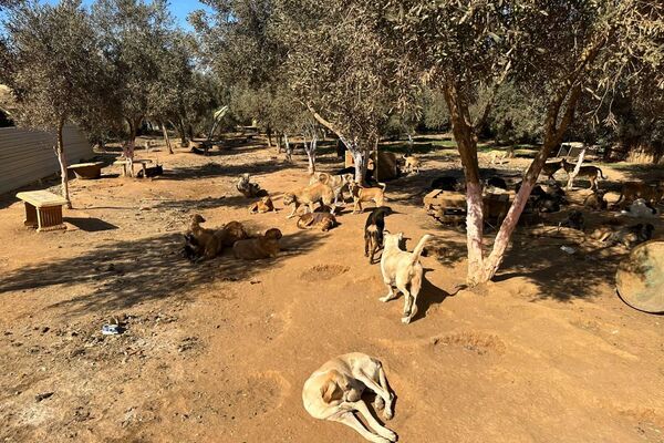 هيفاء رزاقي لـسبوتنيك: حلمي فتح مركز إيواء لكل الكلاب الضالة في الجزائر هيفاء رزاقي لـسبوتنيك: حلمي فتح مركز إيواء لكل الكلاب الضالة في الجزائر - سبوتنيك عربي