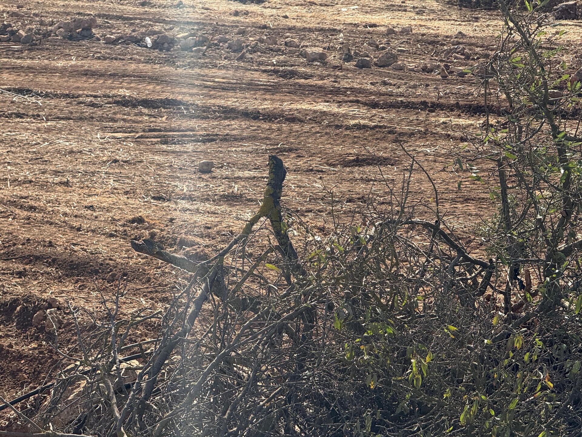 خطة الضم الزاحف تتيح مصادرة الأراضي وربط المستوطنات جنوب الضفة وتغير الجغرافيا - سبوتنيك عربي, 1920, 04.11.2025