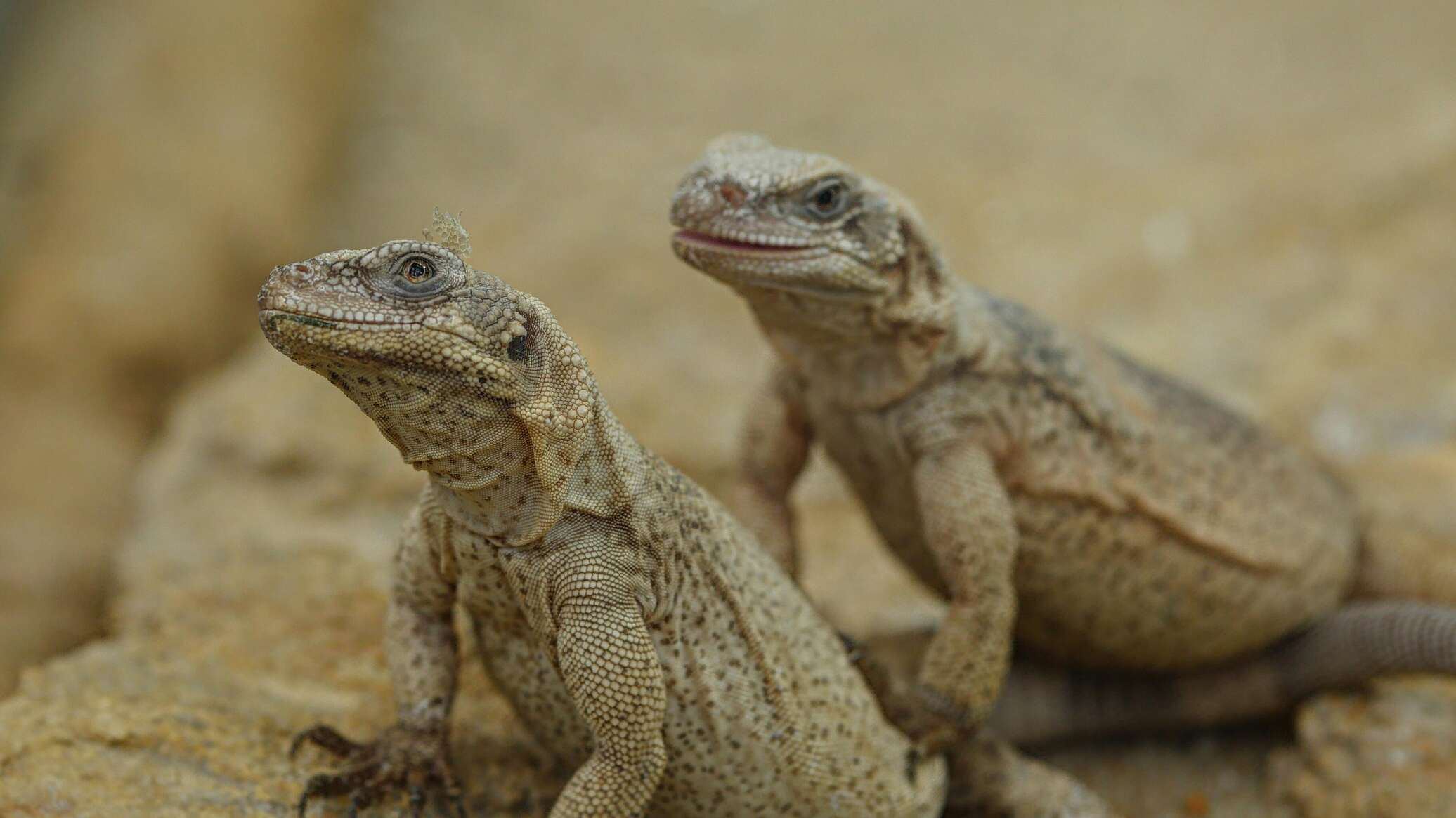 حديقة حيوانات موسكو تستقبل كائنا نادرا من صحارى دولة عربية