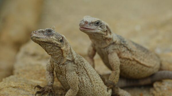 السحالي المصرية النادرة ذات الذيل الشوكي - سبوتنيك عربي