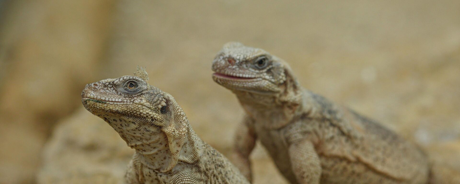 السحالي المصرية النادرة ذات الذيل الشوكي - سبوتنيك عربي, 1920, 08.11.2025