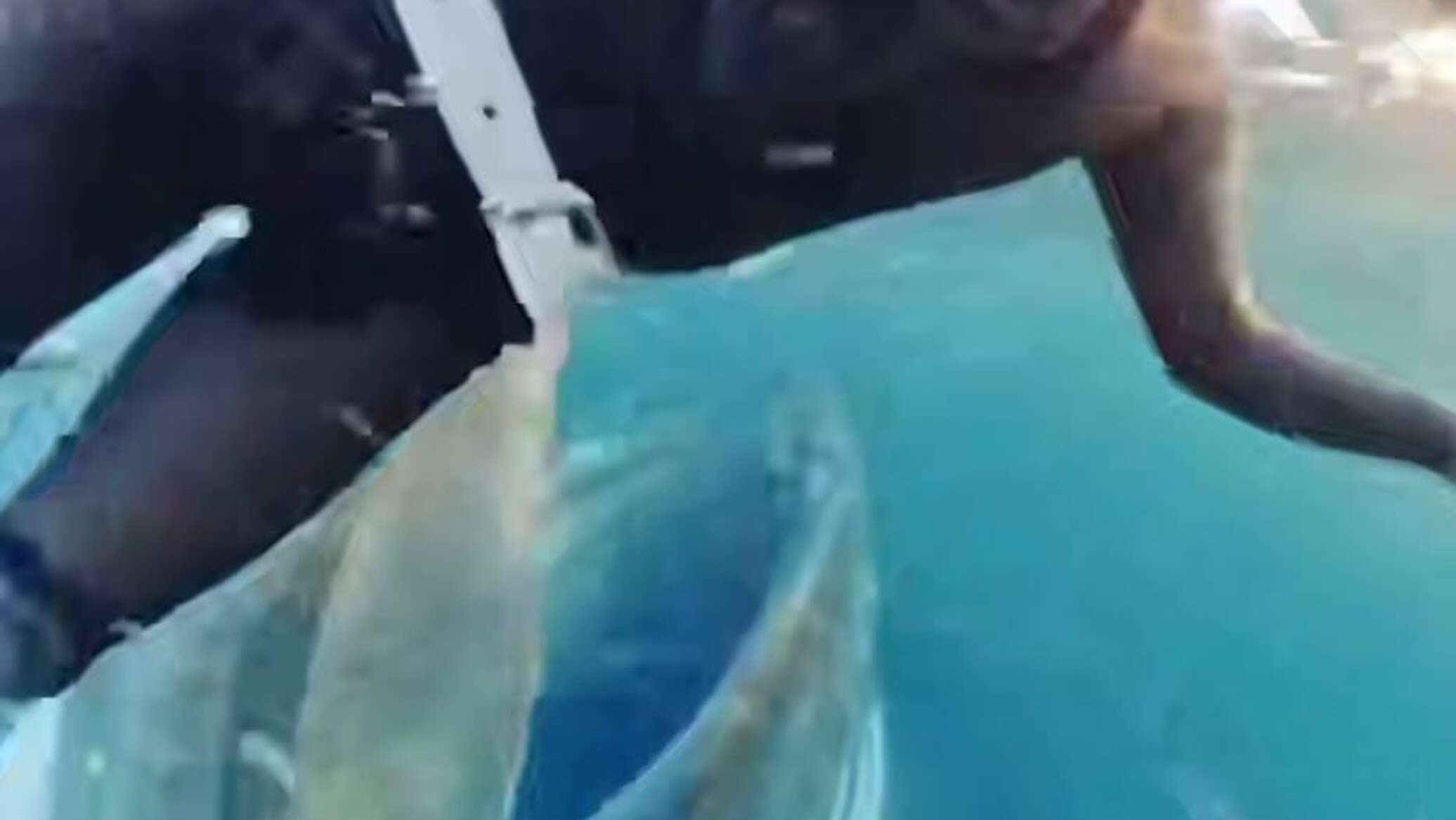 بعد اقترابها من "المسافة صفر".. فتاة تنجو بأعجوبة من فم حوت.. فيديو