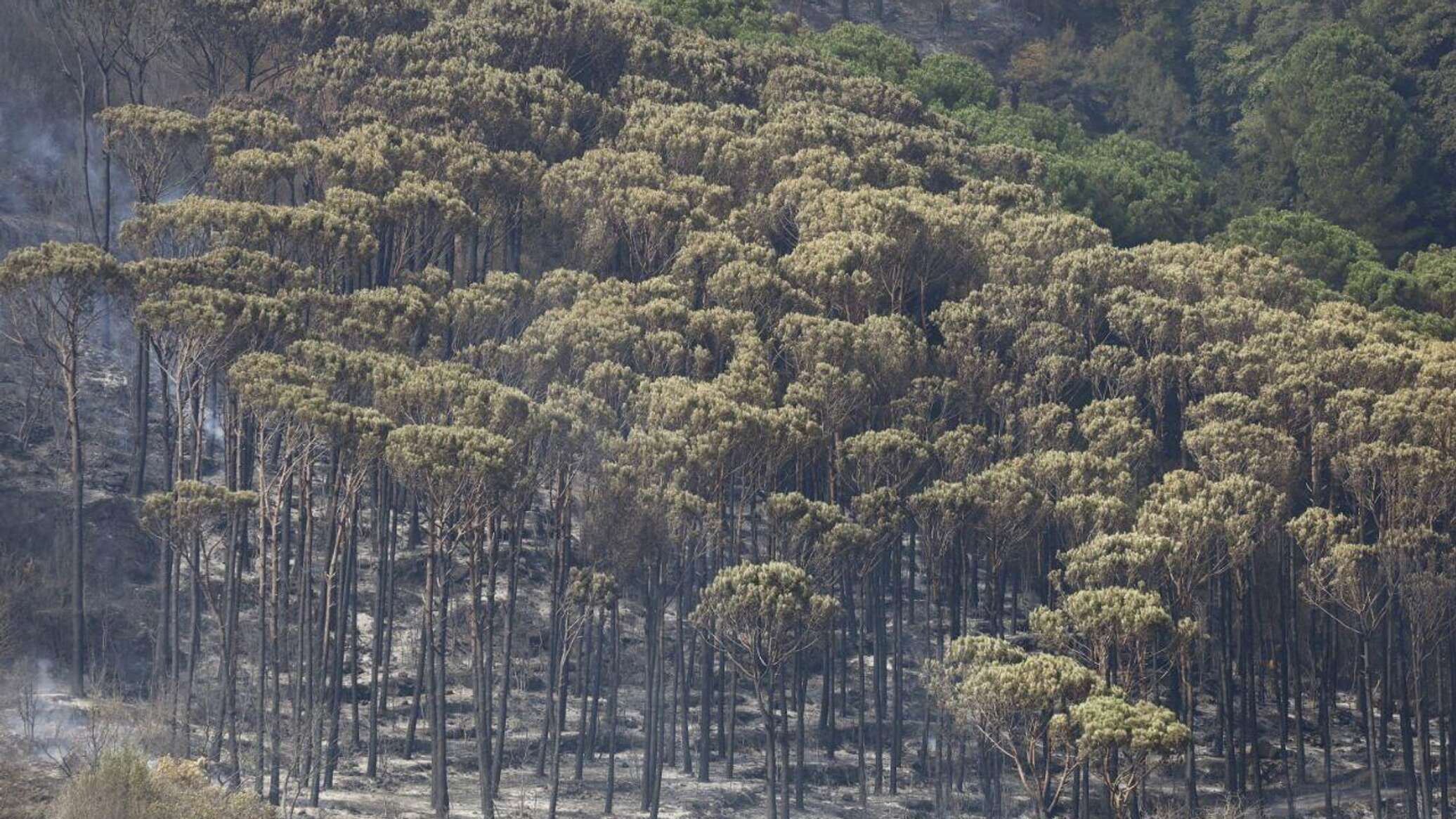سلسلة حرائق تلتهم مساحات شاسعة من الغطاء الأخضر في لبنان... صور وفيديو