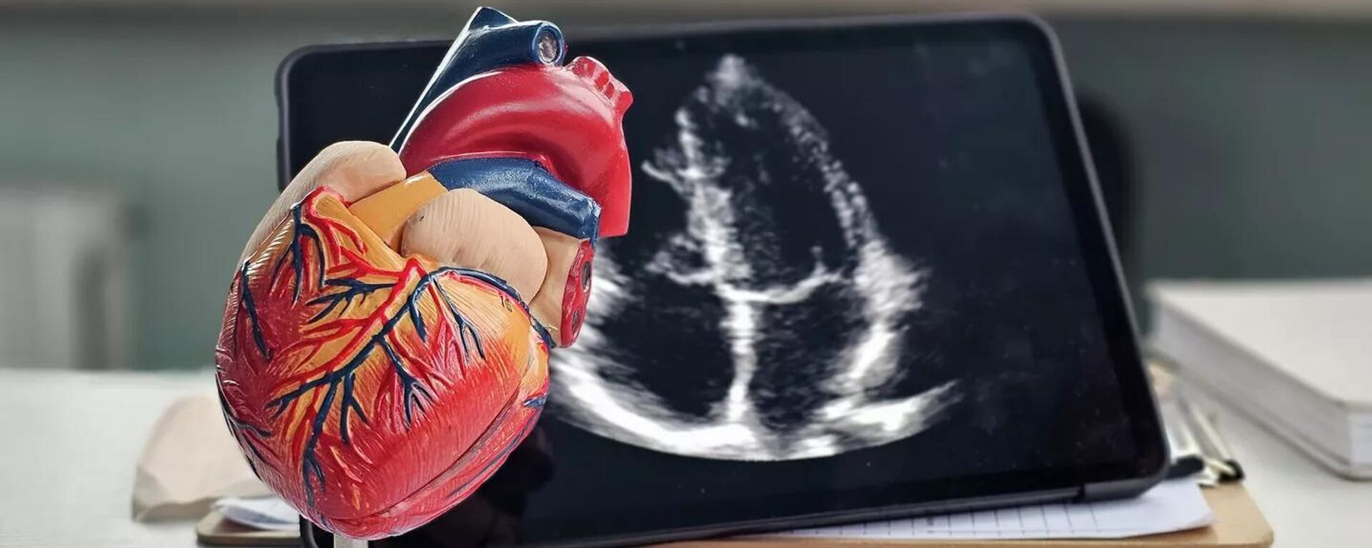 نموذج لقلب الإنسان  - سبوتنيك عربي, 1920, 11.11.2025