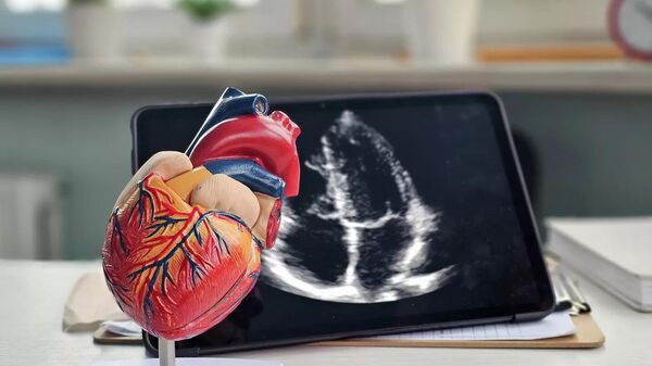 نموذج لقلب الإنسان  - سبوتنيك عربي