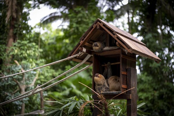 صورة تظهر حيوان &quot;الكسلان&quot; في متحف &quot;إميليو جولدي&quot; في بيليم، البرازيل. - سبوتنيك عربي