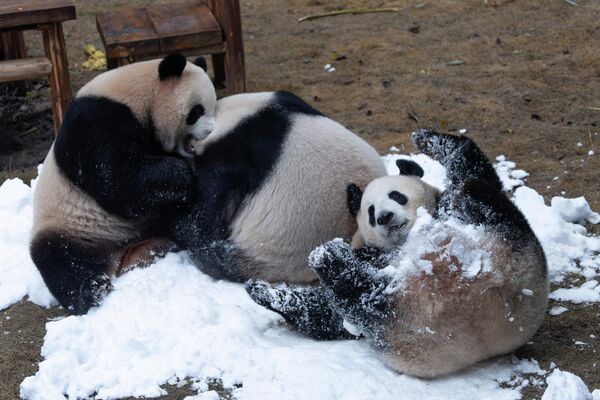 صورة تظهر باندا عملاقة تلعب بالثلج في حديقة حيوان &quot;تشونغتشينغ&quot; الصينية. - سبوتنيك عربي