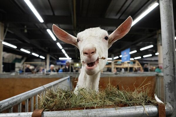 من المعرض الشتوي الزراعي الملكي السنوي، حيث تظهر صورة &quot;للماعز&quot;، وهو يأكل الحشائش. - سبوتنيك عربي