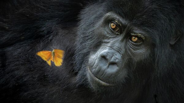 Снимок Shared wonder американского фотографа Mary Schrader, победивший  в категории Animal Portraits конкурса Nature Photographer of the Year 2025 - سبوتنيك عربي