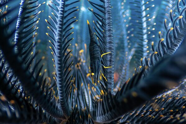 صورة من تحت الماء تظهر تفاصيل دقيقة لنباتات أو كائنات بحرية، مع ألوان زاهية. صورة من تحت الماء تظهر تفاصيل دقيقة لنباتات أو كائنات بحرية، مع ألوان زاهية. - سبوتنيك عربي