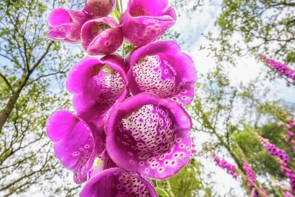 صورة لزهور بنفسجية زاهية مع تفاصيل دقيقة. صورة لزهور بنفسجية زاهية مع تفاصيل دقيقة. - سبوتنيك عربي