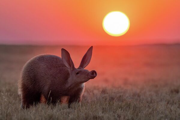صورة لحيوان يقف في حقل أثناء غروب الشمس الملونة بالبرتقالي والأحمر. صورة لحيوان يقف في حقل أثناء غروب الشمس الملونة بالبرتقالي والأحمر. - سبوتنيك عربي