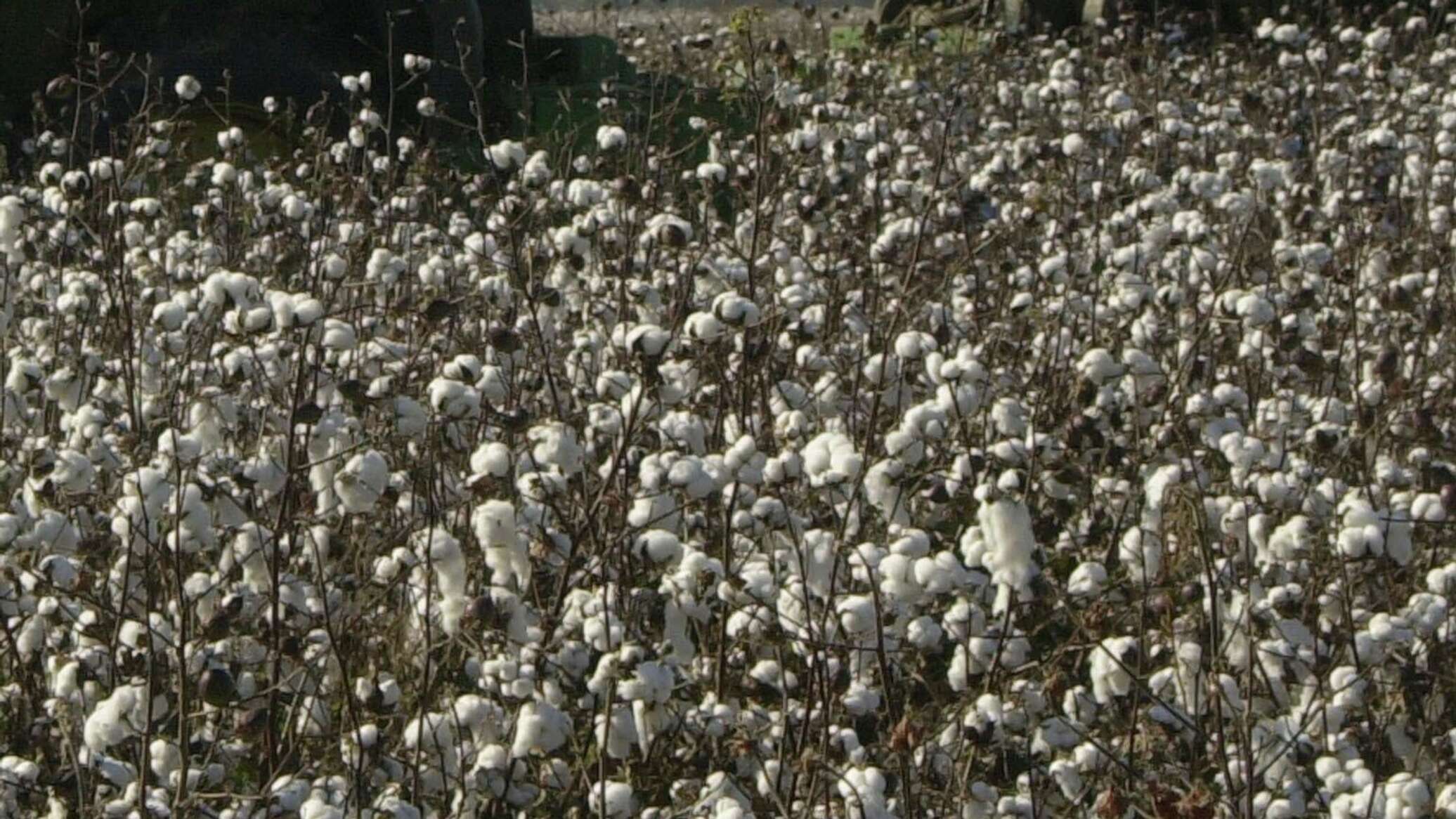 زراعة القطن في جنوبي الجزائر.. بين تنويع الاقتصاد والحتمية الزراعية