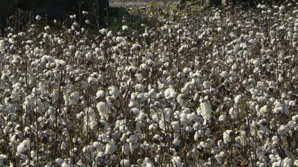 زراعة القطن - سبوتنيك عربي
