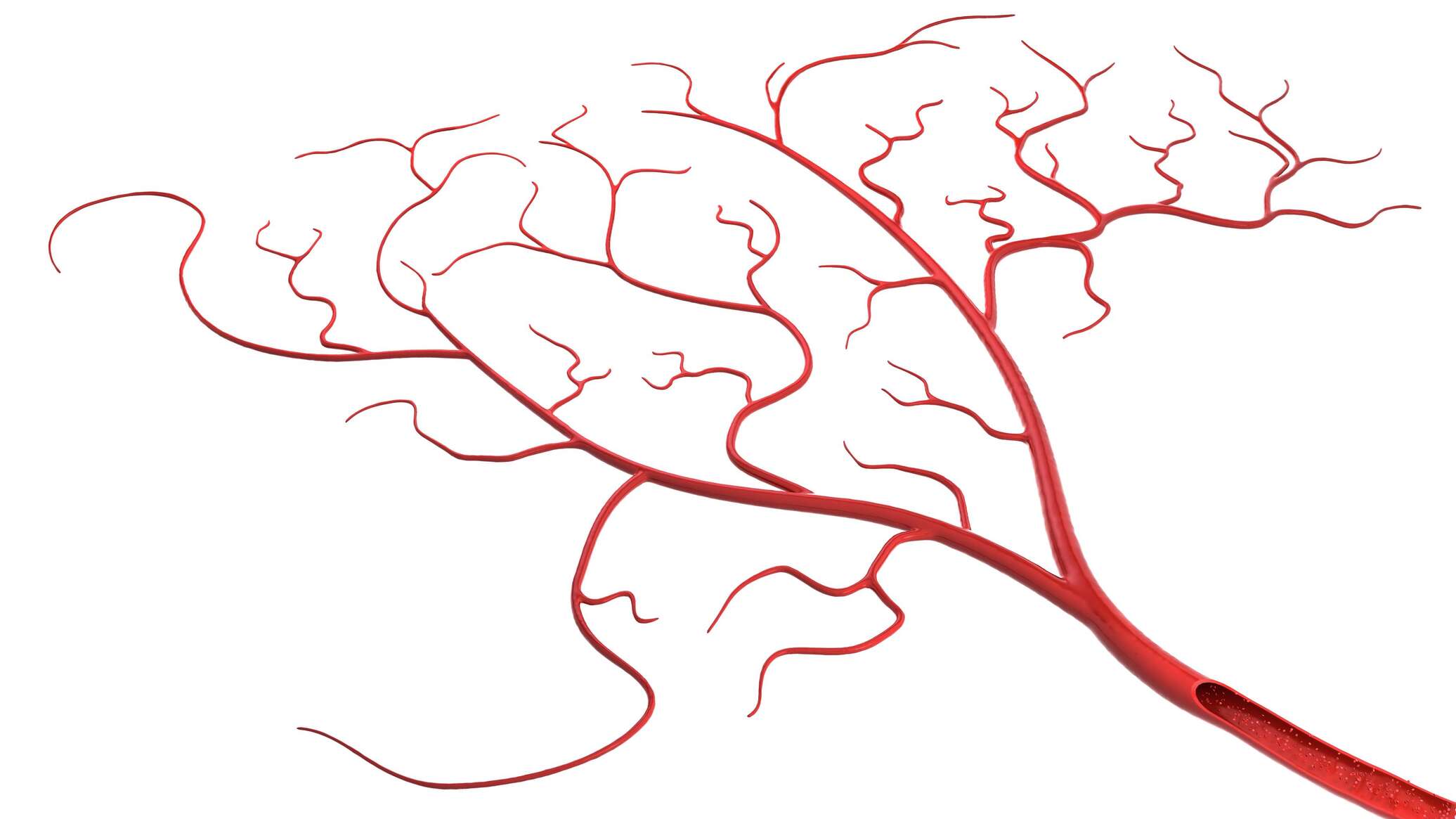 تطوير أوعية دموية مطبوعة بتقنية الطباعة ثلاثية الأبعاد تحاكي تدفق الدم الطبيعي