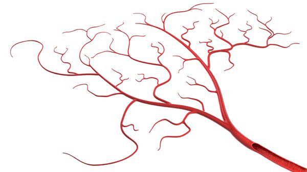 الأوعية الدموية - سبوتنيك عربي