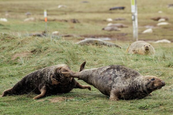 فقمتان تتعاركان في محمية دونا نوك الطبيعية الوطنية في بريطانيا - سبوتنيك عربي