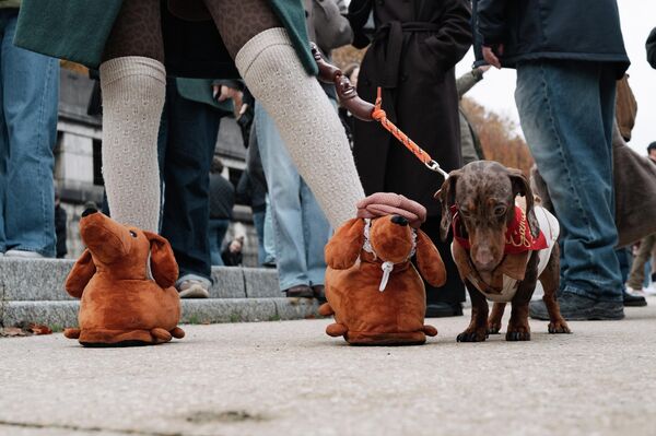 ممشى النقانق في باريس، (ممشى الكلاب الألمانية) تجري على طول ضفاف نهر السين في باريس،  اجتذبت المسيرة مجموعة مذهلة من أكثر من 500 كلب ألماني من جميع الأصناف - سبوتنيك عربي