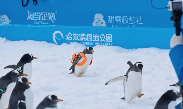 بطريق يحمل حقيبة ظهر ضمن موكب من البطاريق في حديقة هاربين القطبية في الصين - سبوتنيك عربي