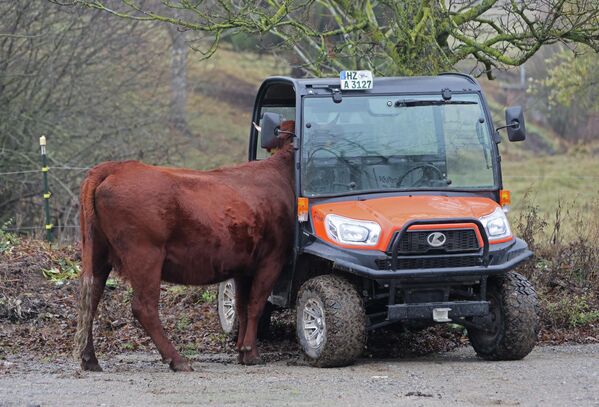 بقرة فضولية تهتم بسيارة تحاول تشغيل سيارة في إسطبل في ألمانيا - سبوتنيك عربي