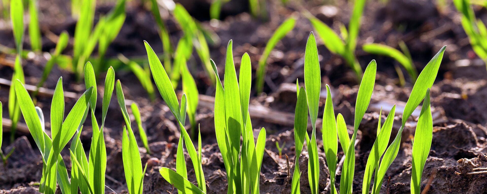 الشعير - سبوتنيك عربي, 1920, 20.11.2025