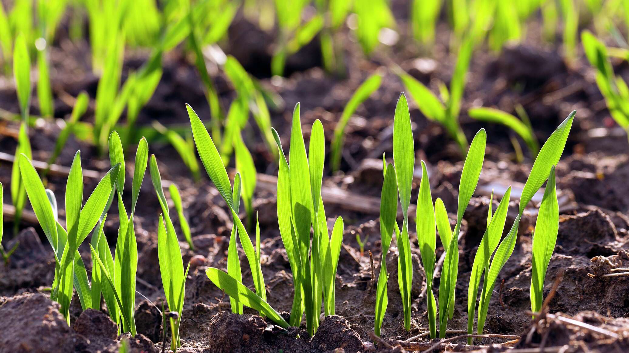 علماء روس ينجحون في إنبات الشعير على تربة شبيهة بسطح المريخ