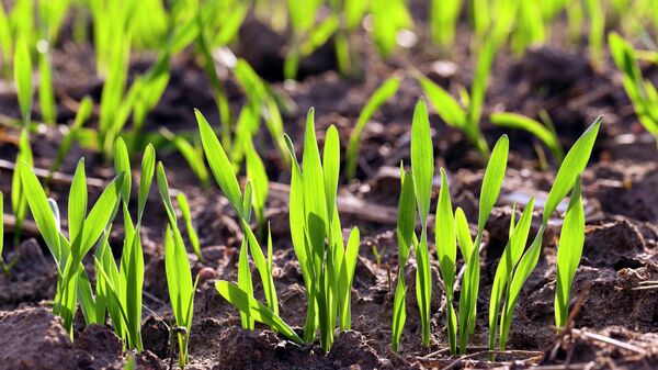 الشعير - سبوتنيك عربي