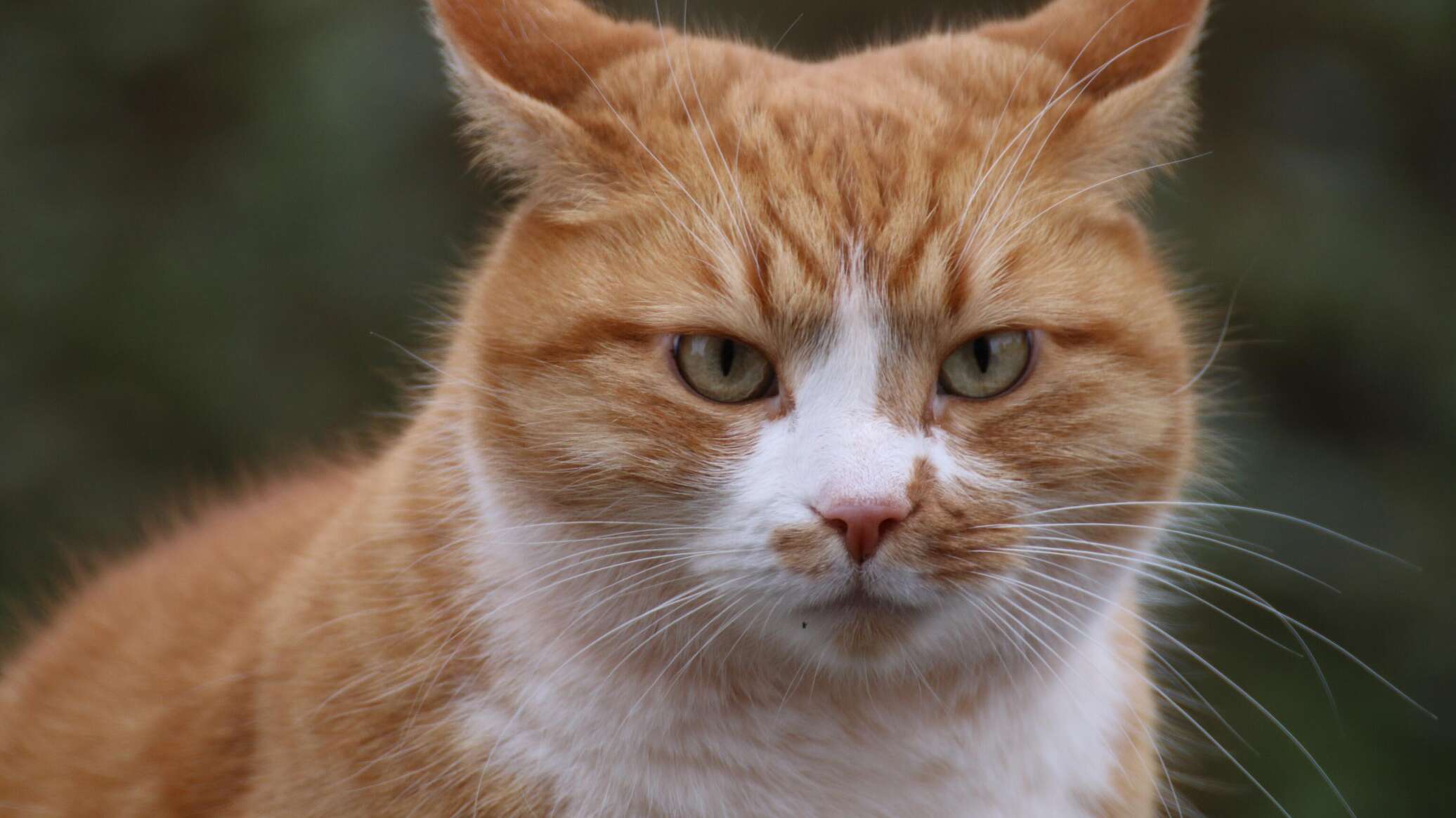 دراسة توضح كيف ترى الحيوانات العالم