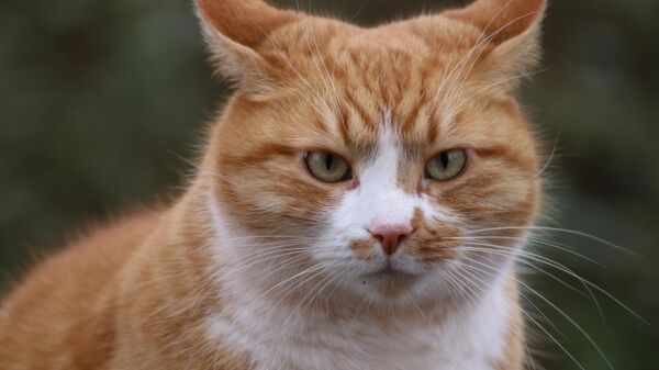 قطة - سبوتنيك عربي