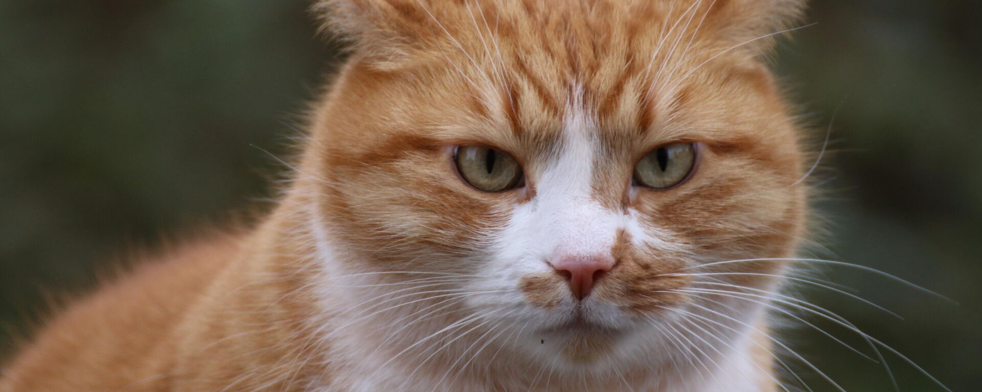 قطة - سبوتنيك عربي, 1920, 20.11.2025