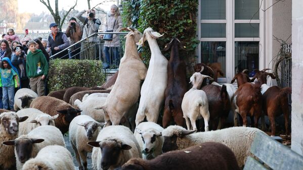 بعض الماعز والأغنام في قطيع يتنقل عبر مركز مدينة نورمبرغ إلى مراعيها الشتوية تتغذى على نباتاتٍ تنمو بمحاذاة المنازل.  - سبوتنيك عربي
