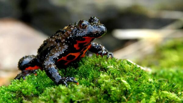 ضفدع - سبوتنيك عربي