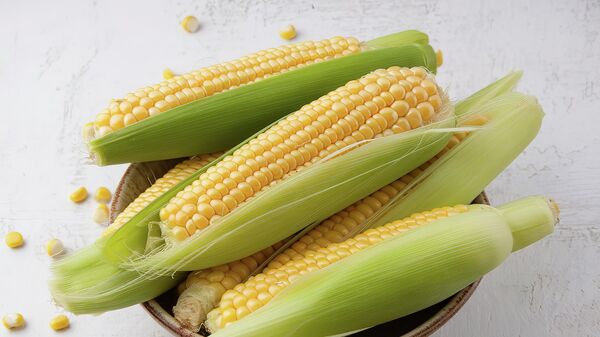 نبات الذرة - سبوتنيك عربي