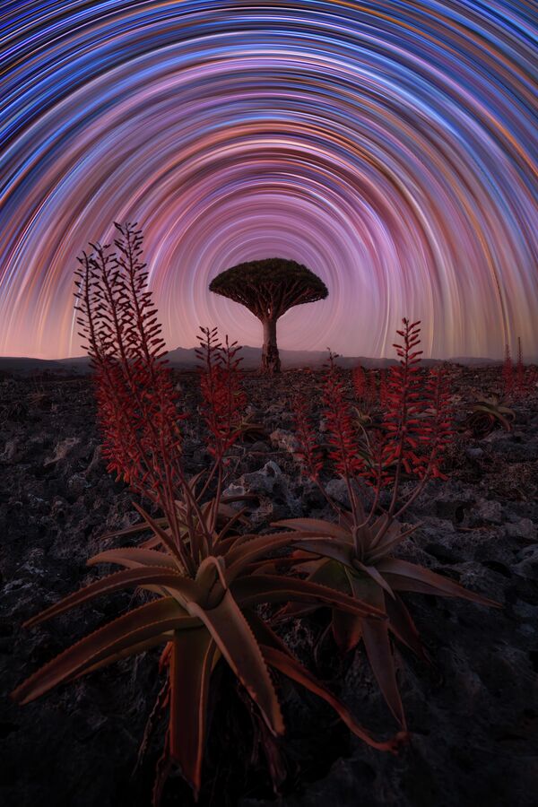 بنيامين بركات، الفائز من سويسرا، عن صورة الصبار وشجرة التنين مع مسارات النجوم في سقطرى، اليمن. بنيامين بركات، الفائز من سويسرا، عن صورة الصبار وشجرة التنين مع مسارات النجوم في سقطرى، اليمن. - سبوتنيك عربي