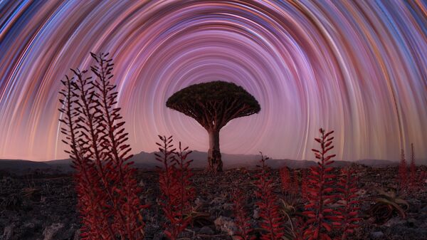 Снимок Aloe Vera and Dragon Tree with Star Trails швейцарского фотографа Benjamin Barakat,  ставший финалистом в конкурсе The 12th International Landscape Photographer of the Year - سبوتنيك عربي