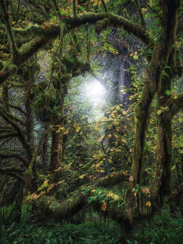 جيني هان الفائز من كندا، عن صورة لتسلل أشعة الشمس من بين أغصان الأشجار الخضراء الوارفة. جيني هان الفائز من كندا، عن صورة لتسلل أشعة الشمس من بين أغصان الأشجار الخضراء الوارفة. - سبوتنيك عربي